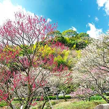 熱海梅園